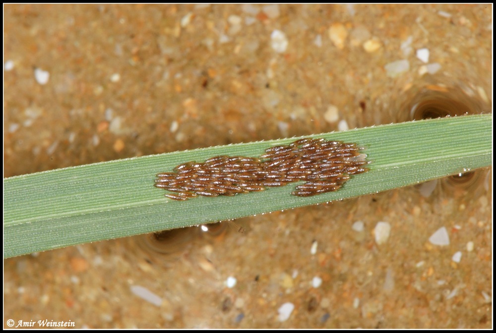 Uova di Tabanidae
